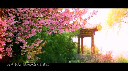 MV 沁園春 櫻花(huā)